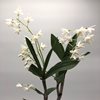 dendrobium delicatum 
